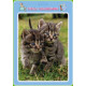 Puzzle w ramce z kolorowanką. Koty MD Creative