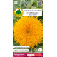 Słonecznik ozdobny niski żółty Sonnengold 1g. PNOS Ożarów Mazowiecki