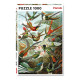 PUZZLE 1000 HAECKEL KOLIBRY Outlet