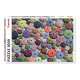 Puzzle 1000 el. Jeżowce Jeże morskie Piatnik