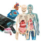 Clementoni Super Anatomia Naukowa Zabawa Model Ciała Człowieka 8+ Outlet
